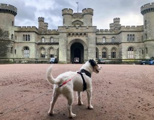 Dog at Eastnor Castle