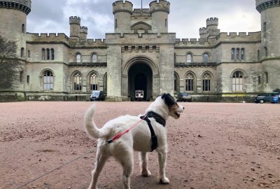 Dog at Eastnor Castle