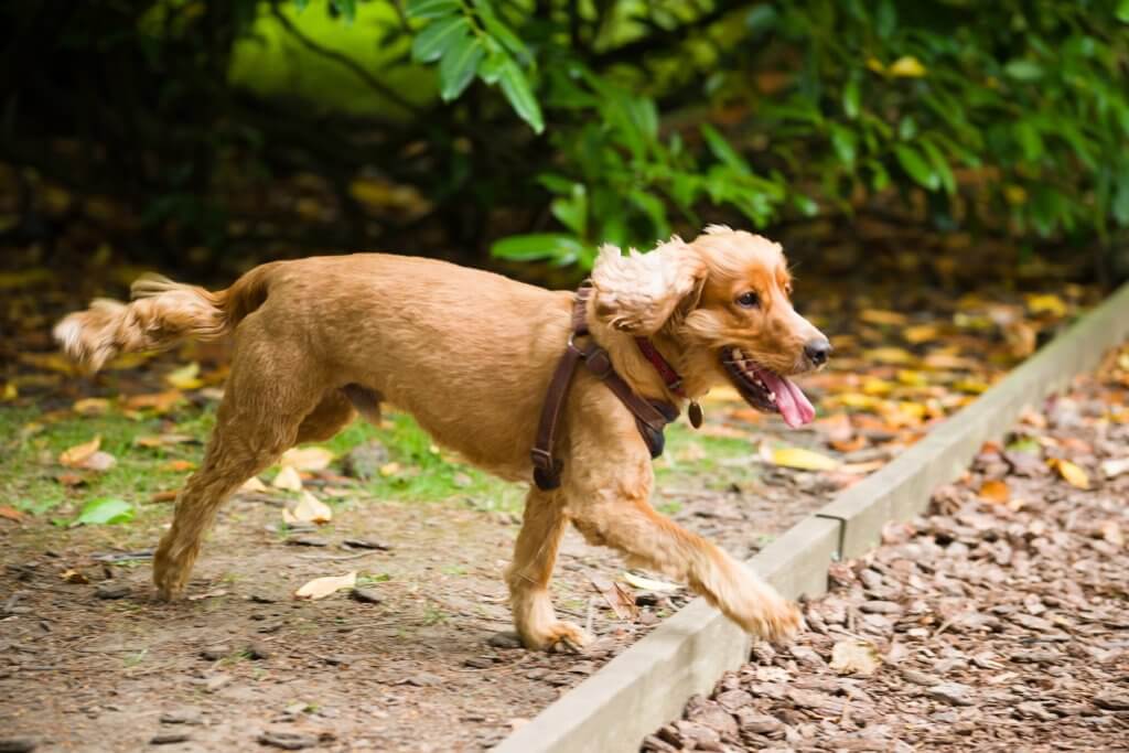 Dog running through the grounds