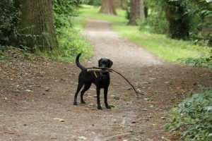 Dog in the castle ground