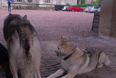 Wolves Outside Eastnor Castle